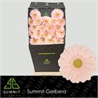 Гербера-Gerbera-Mi Alix Noor Diamond-50cm de936ea3-4ead-11f1-0a80-17ce001af3dd