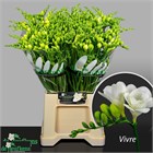 Фрезия-Freesia-Du Vivre-52cm-29gr deead602-4ead-11f1-0a80-17ce001af3e6