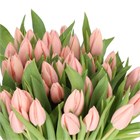 Тюльпан-Tulip-En Thijs Boots-40cm/34gr dfeb6900-132c-11f1-0a80-0ea300155bb7
