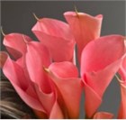 Калла-Calla-Lilies Light Pink-70cm-CE e2f586f2-3a5f-11f1-0a80-0b2b000f10b2