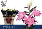 Лилия-Lilium-Or Du Dreamline-/80cm e434110f-132b-11f1-0a80-1b4d0014ae0e