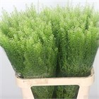 Лепидиум-Lepidium-Ru Green Bell-75cm-32gr e9510f83-1a4d-11f1-0a80-116f005d7123