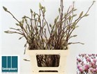 Магнолия-Magnolia-Ov-60cm e953f76f-1a4d-11f1-0a80-116f005d7126