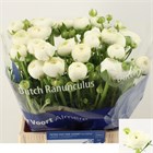 Ранункулус-Ranunculus-Aazur White-45cm-48gr e9608ac1-1a4d-11f1-0a80-116f005d712c