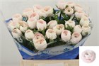 Ранункулус-Ranunculus-Su Hanoi-40cm-52gr e964ba96-1a4d-11f1-0a80-116f005d712f