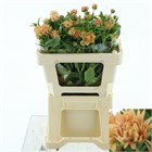 Ранункулус-Ranunculus-Ov-50cm-70gr e96ad2a2-1a4d-11f1-0a80-116f005d7132