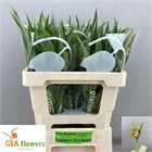 Фритилярия-Fritillaria-Uva-vulpis-45cm e96dd9e0-357d-11f1-0a80-148d0019b1c8