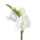 Фрезия-Freesia-Du Belleville-54cm-26gr e989009c-1a4d-11f1-0a80-116f005d7135