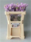 Латирус-Lathyrus-Wi Suns Laven-55cm e98de412-357d-11f1-0a80-148d0019b1ce