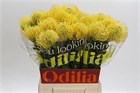 Леукоспермум-Leucospermum- Co High Gold-50cm e99d9978-357d-11f1-0a80-148d0019b1d4