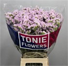 Лимониум-Limonium-S Sera Sun Birds-80cm-120gr e9ada96b-357d-11f1-0a80-148d0019b1d7