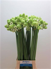 Орнитогалум-Ornithogalum-Saundersiae-75cm e9b9fb44-357d-11f1-0a80-148d0019b1da