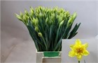 Нарцис-Narcissus-Du Dick Wilden-55cm-46gr e9bbf570-1a4d-11f1-0a80-116f005d7140