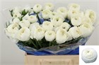 Ранункулус-Ranunculus-Su Niveo-40cm-48gr e9c6e4c9-357d-11f1-0a80-148d0019b1dd