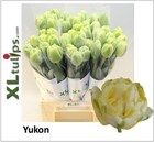 Тюльпан-Tulip-Du Yukon-45cm-58gr e9c81c5d-1a4d-11f1-0a80-116f005d7146