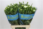 Ранункулус-Ranunculus-Butterfly Ninos-70cm-65gr e9ca9b77-357d-11f1-0a80-148d0019b1e0