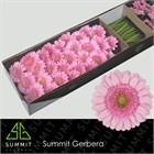 Гербера-Gerbera-Mi Andrina-45cm e9e21c23-1a4d-11f1-0a80-116f005d7149