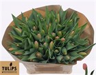 Тюльпан-Tulip-En Ace Pink-34cm-44gr ea2d1c43-1a4d-11f1-0a80-116f005d7154