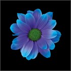 Хризантема куст-Chrysant Tr-Kennedy Blue Lagoon-70cm ea3620b9-1a4d-11f1-0a80-116f005d715a