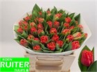 Тюльпан-Tulip-Fr Bendigo-33cm-43gr ea3e44ad-357d-11f1-0a80-148d0019b1e9