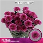Хризантема куст-Chrysant Tr-Fabienne-70cm-80gr ea47603c-357d-11f1-0a80-148d0019b1ec