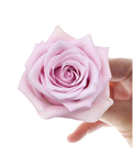 Роза-Rosa-Nautica-60cm-QA ebde696c-3b31-11f1-0a80-0b2b001cca79