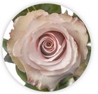 Роза-Rosa-Quicksand-50cm-/JR ec9e4835-13d8-11f1-0a80-14740010355b