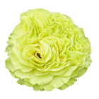 Роза-Rosa-Exotix Mint-40cm-TA ecc9d147-3b31-11f1-0a80-0b2b001cca7f