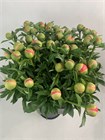 Пион-Peony-Coral Sunset-80cm-CE ef9dff48-3f08-11f1-0a80-1323001394e5