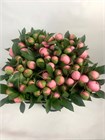 Пион-Peony-Etched Salmon-60cm-CE efa7f98b-3f08-11f1-0a80-1323001394ec