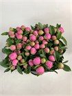 Пион-Peony-Jules Elie-70cm-CE efac737a-3f08-11f1-0a80-1323001394ef