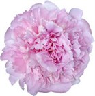 Пион-Paeonia Angel Cheeks 50-GW f419d2ec-4ee5-11f1-0a80-156000000257