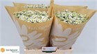 Матрикария-Tanacetum-Pa Cameron-60cm/600gr f947e6f1-3580-11f1-0a80-1d7d0016f202