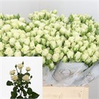 Роза куст-Rosa sp-Snowflake-60cm f95f8845-29e6-11f1-0a80-138c0026df83