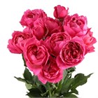 Роза куст-Rosa sp-Julietta Cerise-60cm-Ge f963356f-52e7-11f1-0a80-0b1c00012d77