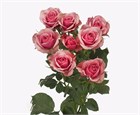 Роза куст-Rosa sp-Alexin-50cm-RS f9d80628-52e7-11f1-0a80-0b1c00012da7