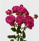 Роза куст-Rosa sp-Classic Sensation-50cm-RS f9df22ab-52e7-11f1-0a80-0b1c00012dad