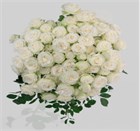 Роза куст-Rosa sp-Tonic Rosever-50cm-RS fa0c5f16-52e7-11f1-0a80-0b1c00012db3
