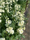 Маттиола куст. кремовая (Краснодар) fb2b8c24-20a0-11f1-0a80-1cb20026a33c