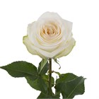 Роза-Rosa-Candlelight-60cm/TA fc0e9b40-14b5-11f1-0a80-0cac00201e00