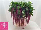 Амарант-Amaranthus-Ca Red Cord-65cm fc8a732f-464b-11f1-0a80-1135000dbb63