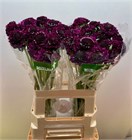 Скабиоза-Scabiosa-At F Scoop D Pu-60cm fcc87825-464b-11f1-0a80-1135000dbb6c
