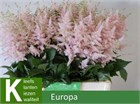 Астильба-Astilba-Ja Europa-/60cm ff010d24-504e-11f1-0a80-0c83000e0373