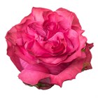 Роза-Rosa-Country Blues-60cm--TA ff614e9c-3c9e-11f1-0a80-1a1b002f1c83