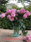 Роза спрей Mansfield Park Pink 50 6c6e94aa-5398-11f1-0a80-11ef0032348f