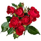 Роза спрей Scarlet Dimension 60 6c75470d-5398-11f1-0a80-11ef00323495