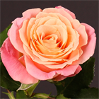 Роза стандарт Miss Piggy 60 6c8678a1-5398-11f1-0a80-11ef003234a4